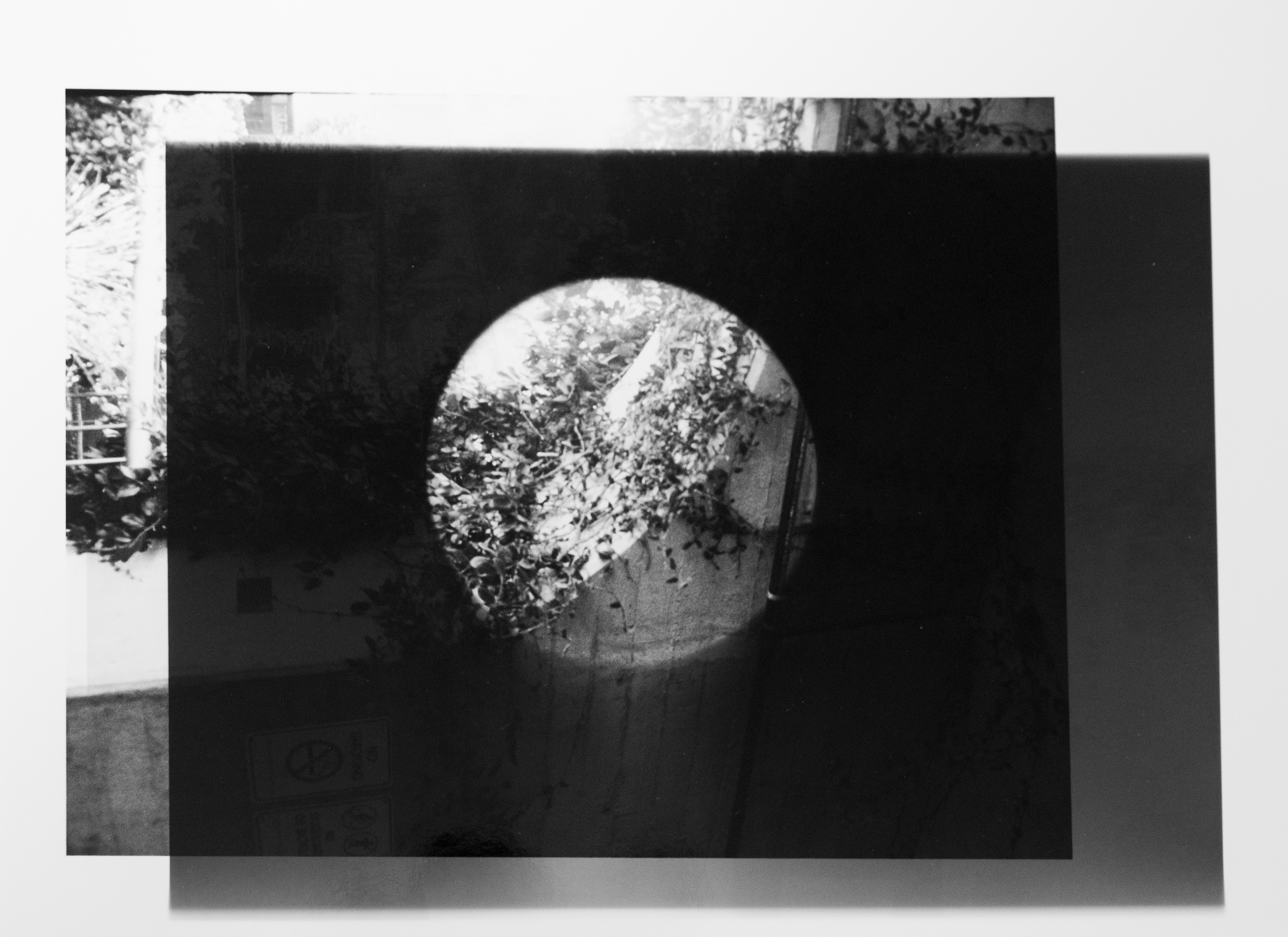A black-and-white layered photograph of a wall and leafy plants, with a circular spotlight effect at the center highlighting the textures of the plants and stone wall and resembling a bright, textured moon glowing in a dark night sky.