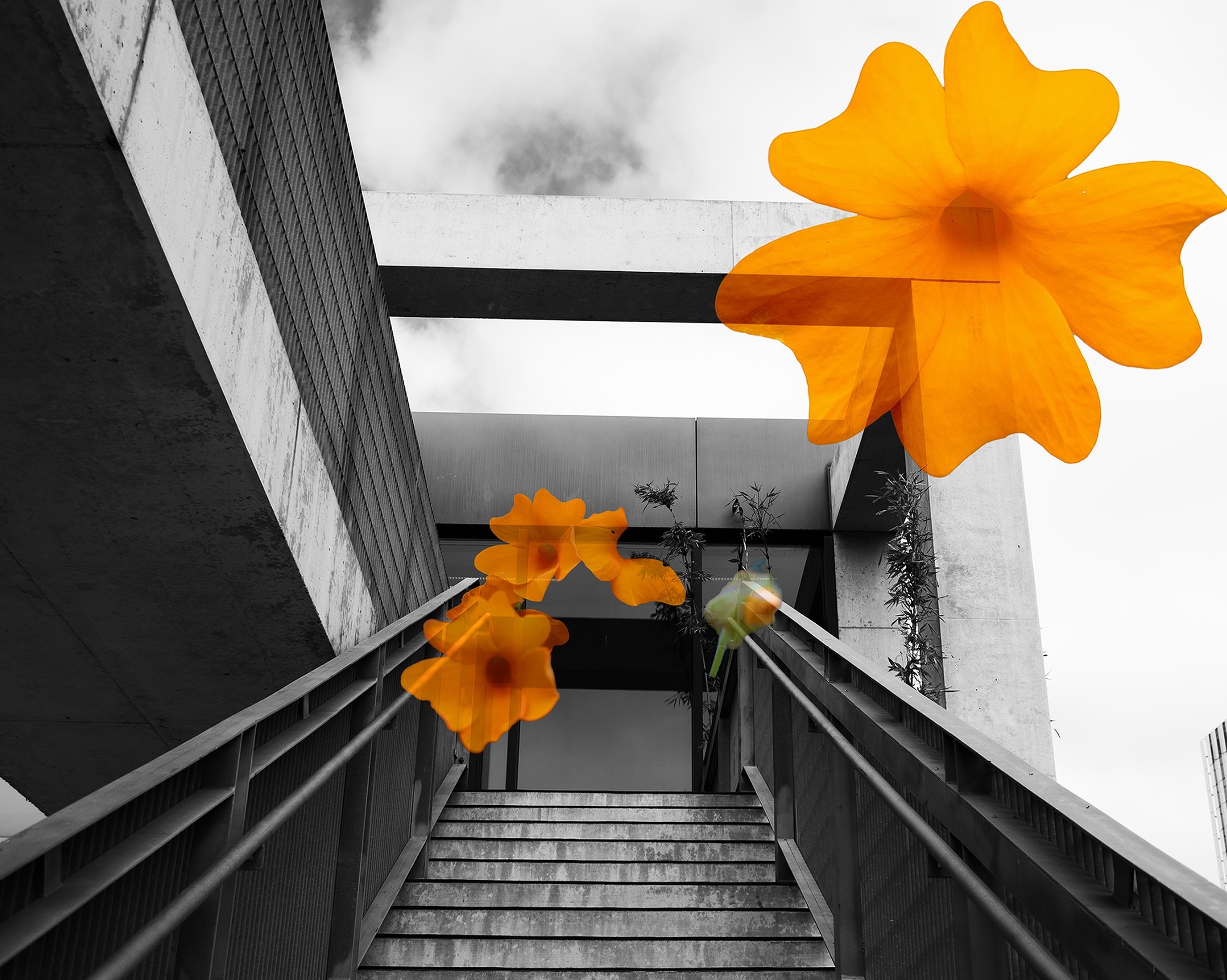 A layered photograph with a black-and-white background of a building and staircase, whose lines converge toward the center of the image. The second layer are floating orange flowers, cropped to their natural shapes and photographed near the building.
