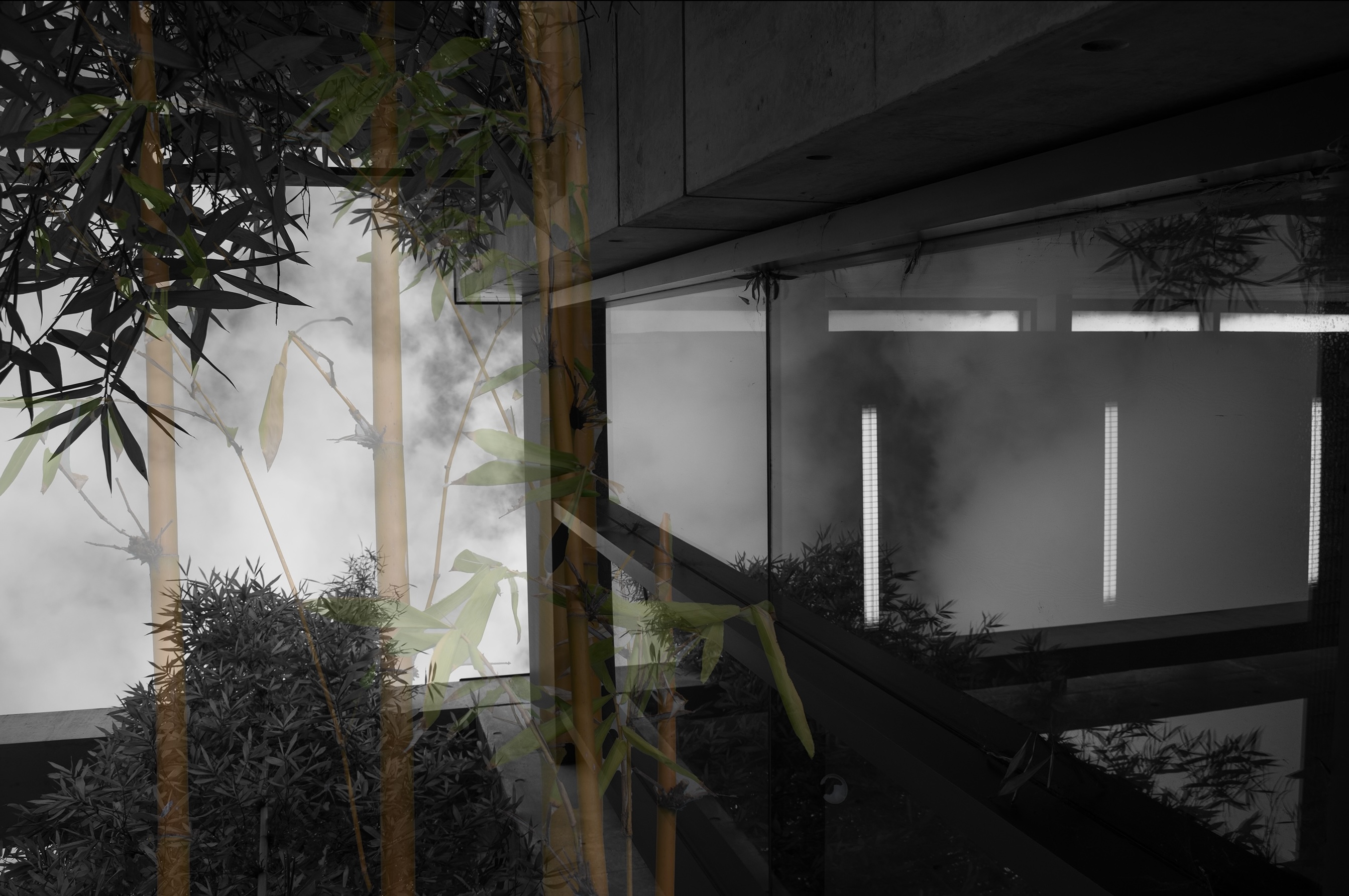 A layered photograph with a black-and-white background of a building with glass windows, the sky, and reflections in the glass. A second layer of dark green bamboo found near the building overlays the scene.
